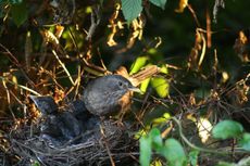 Amsel-6-Tag-7.jpg